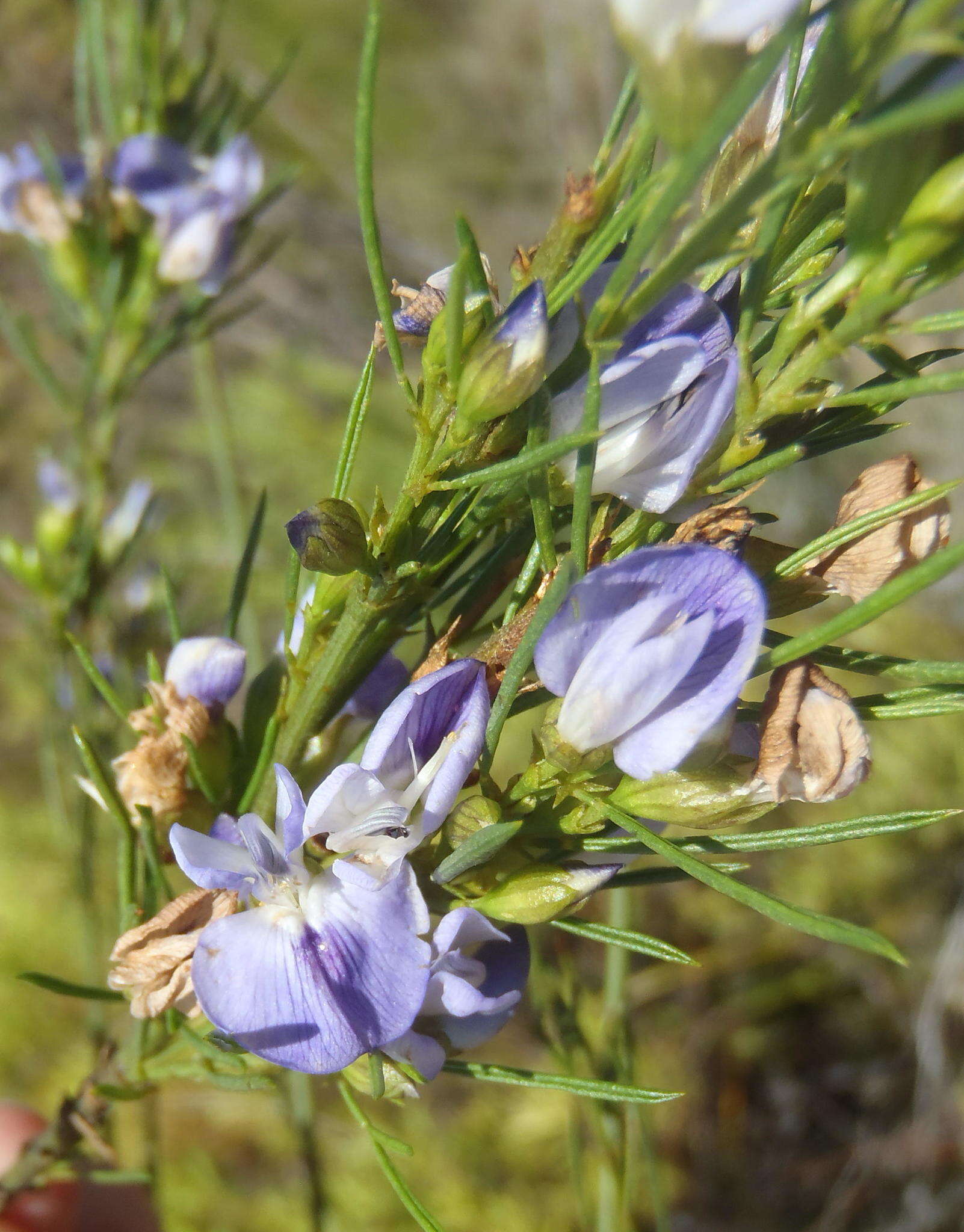 Image of Psoralea sordida