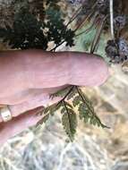 Image of California cloak fern