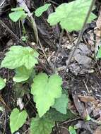 Image of heartleaf foamflower