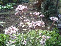 Image of Eupatorium japonicum Thunb.