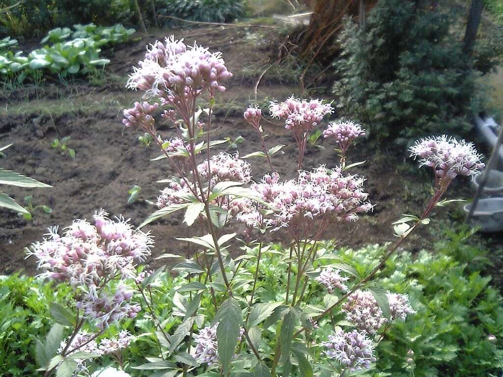 Image of Eupatorium japonicum Thunb.