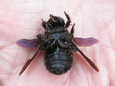 Imagem de Xylocopa darwini Cockerell 1926