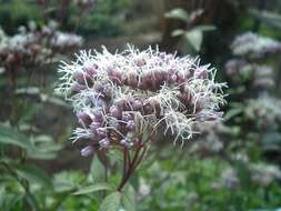 Image of Eupatorium japonicum Thunb.