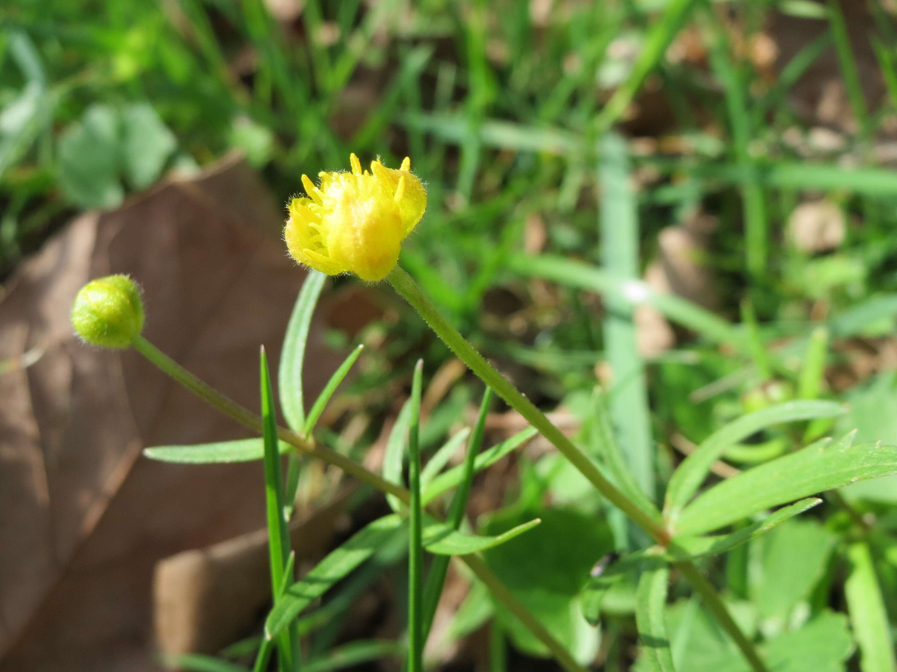 Image of Goldilocks Buttercup