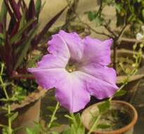 صورة Petunia axillaris (Lam.) Britton