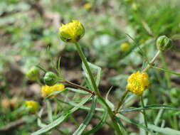 Image of Goldilocks Buttercup