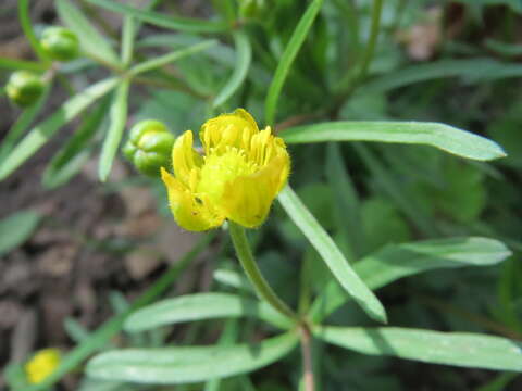 Image of Goldilocks Buttercup