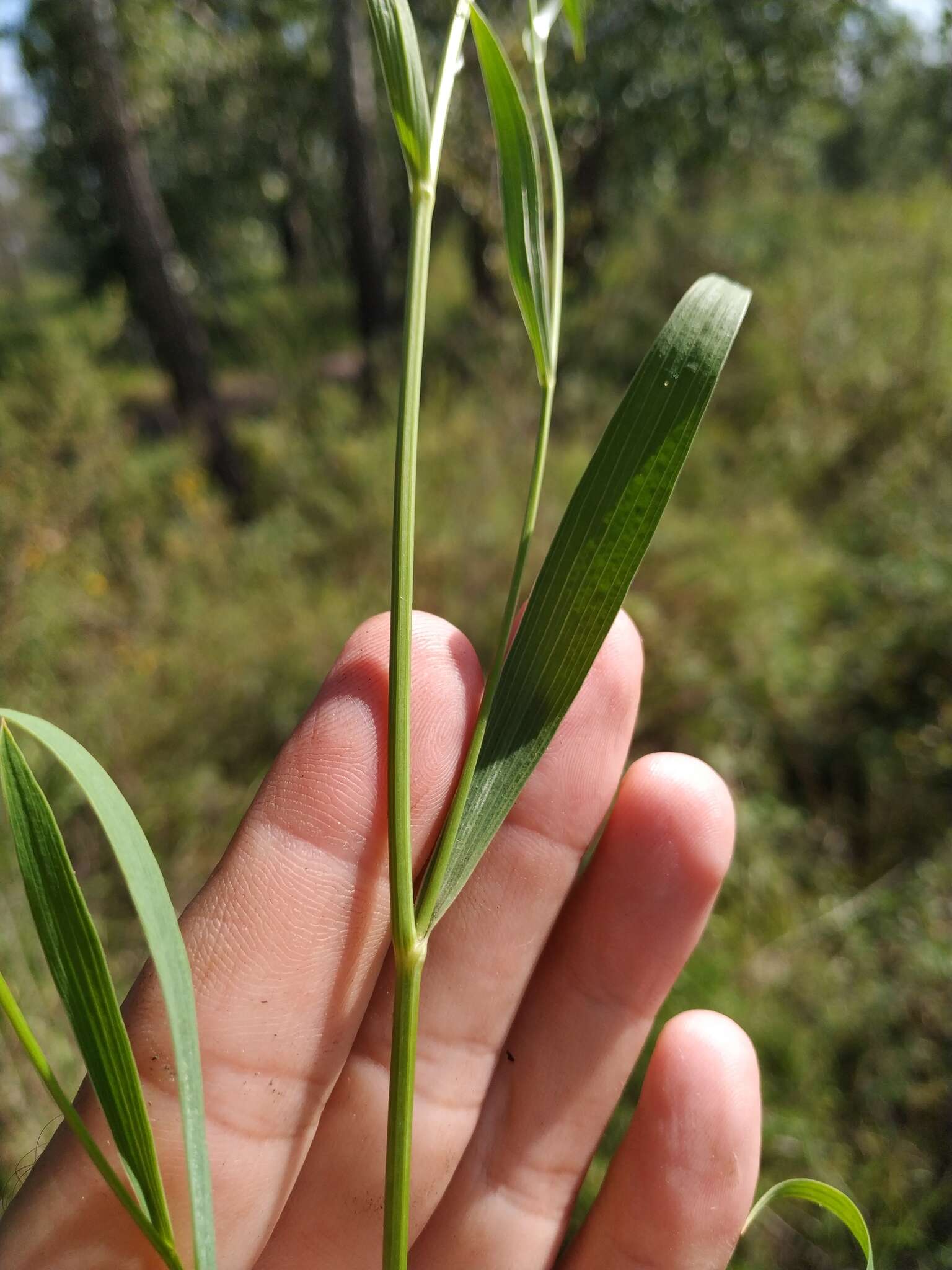 Sivun Bupleurum scorzonerifolium Willd. kuva