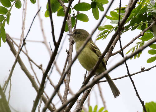 Phylloscartes ventralis (Temminck 1824)的圖片