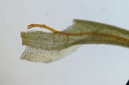Image of longleaf paraleucobryum moss