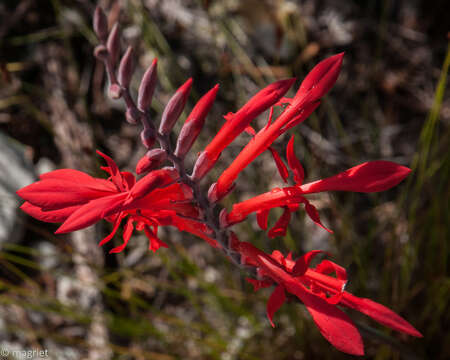 Image de Tritoniopsis caffra (N. E. Br.) Goldblatt & J. C. Manning