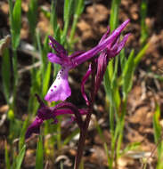 Sivun Orchis anatolica Boiss. kuva