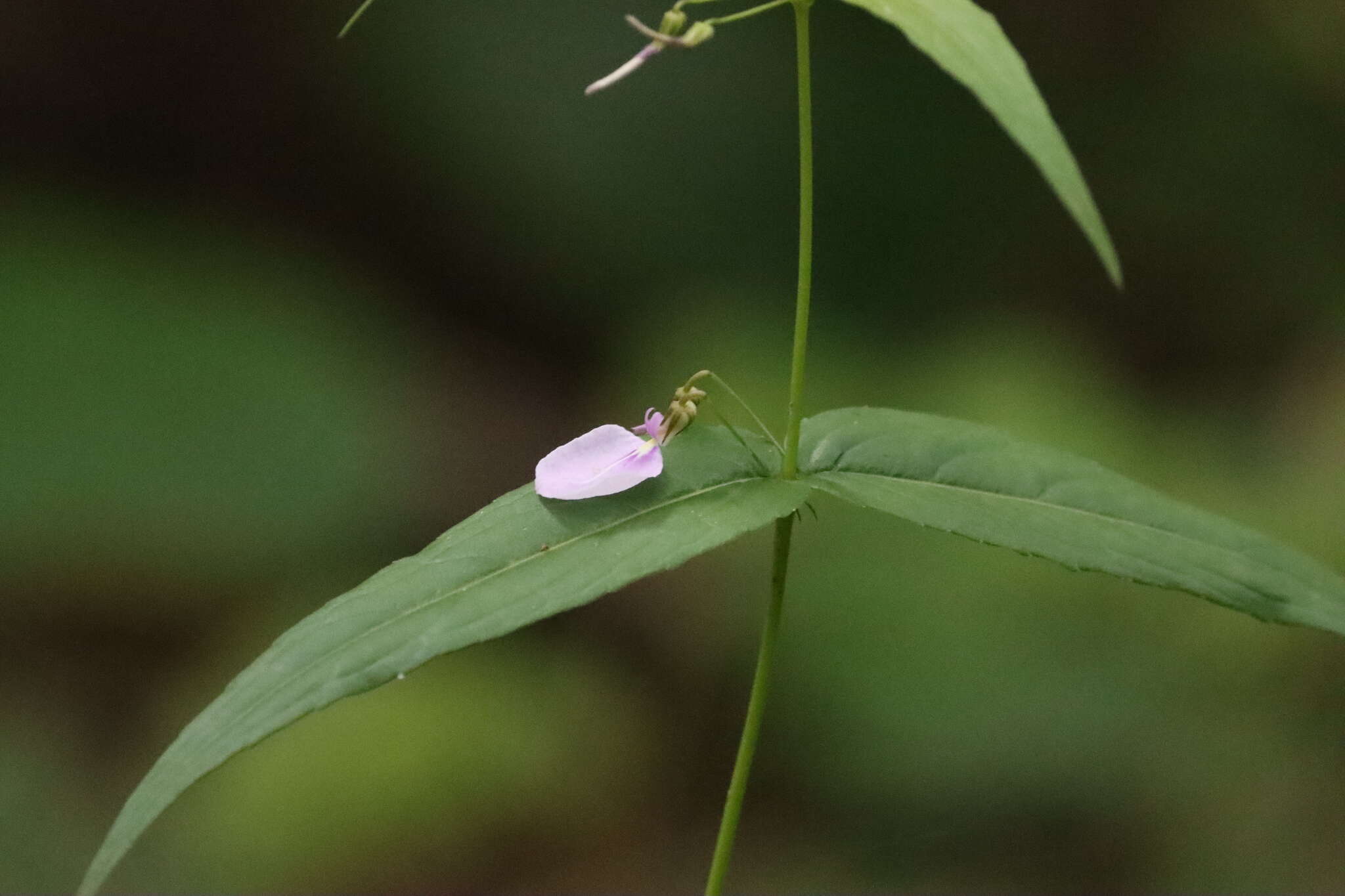 Image of Pombalia oppositifolia (L.) Paula-Souza