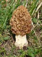 Image of Yellow Morel