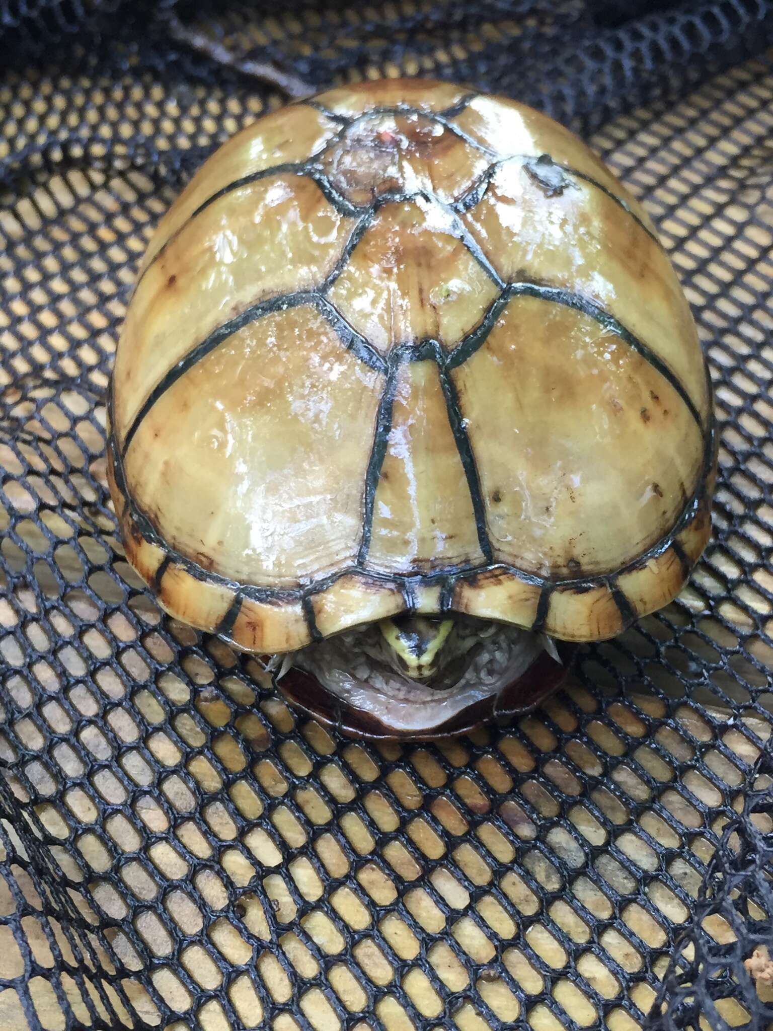 Image of Mississippi mud turtle