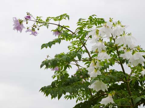 Image of Tree dahlia