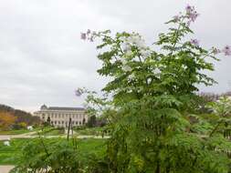 Image of Tree dahlia