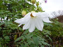 Image of Tree dahlia