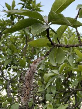 Image of Broad-leave beech