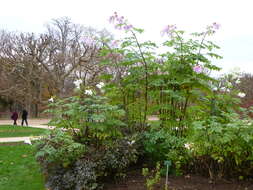 Image of Tree dahlia