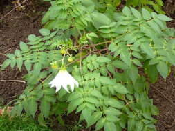 Image of Tree dahlia