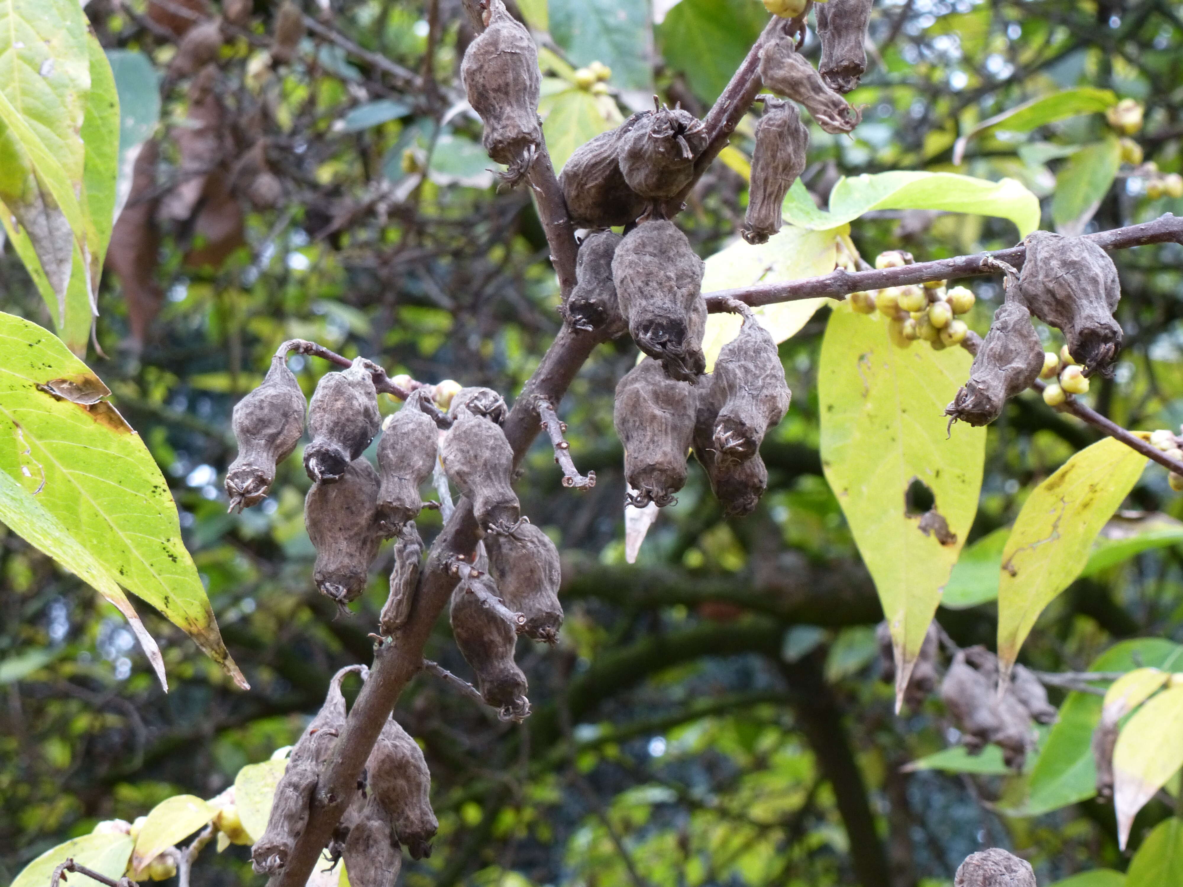 Image of Fragrant Wintersweet