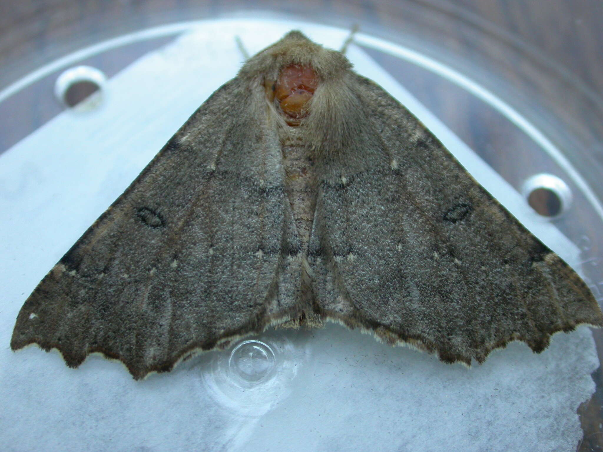 Image of scalloped hazel