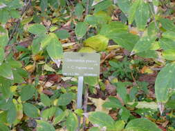 Image of Fragrant Wintersweet