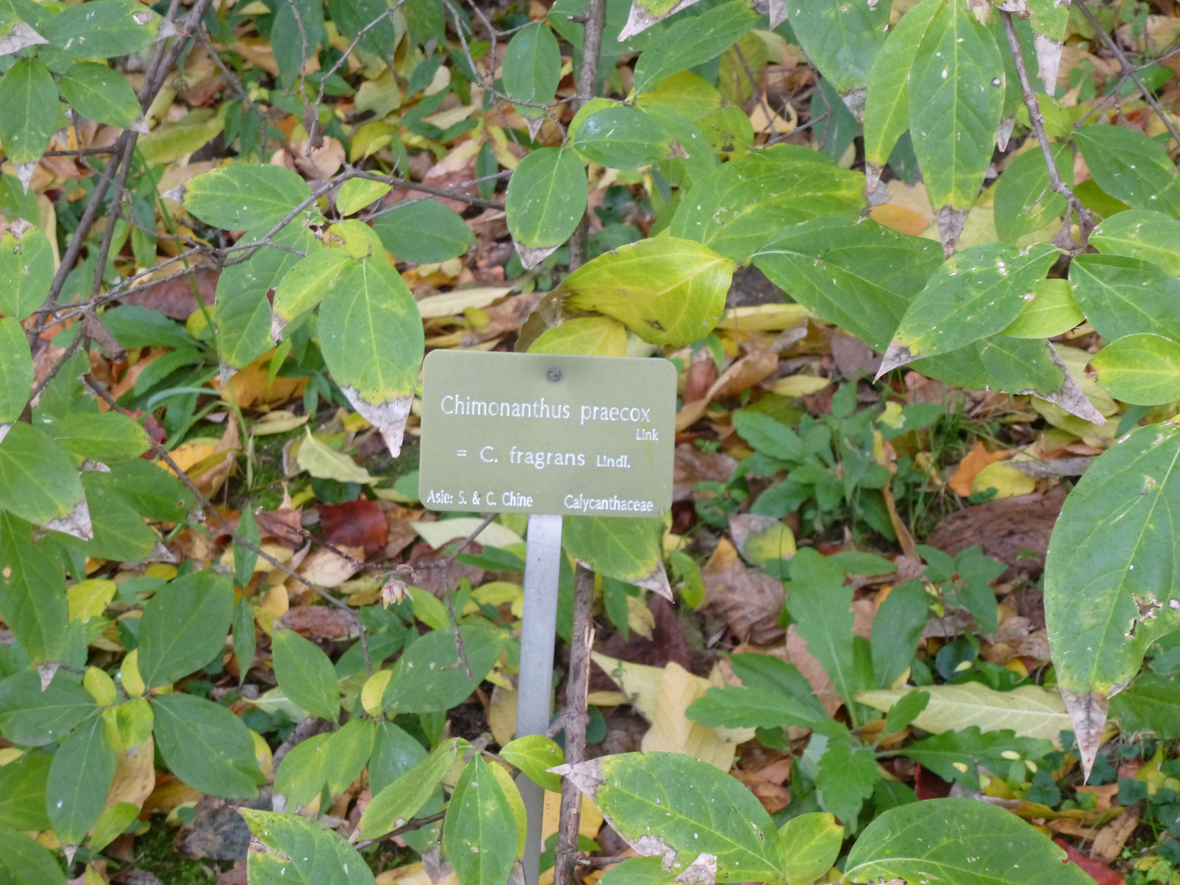 Image of Fragrant Wintersweet