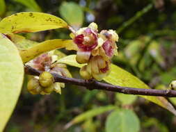 Image of Fragrant Wintersweet