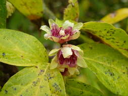 Image de Chimonanthus praecox (L.) Link