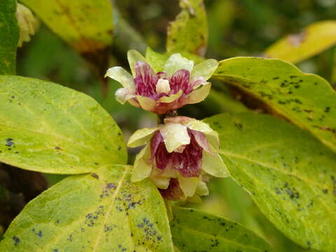 Image de Chimonanthus praecox (L.) Link