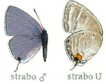 Image de Catochrysops strabo (Fabricius 1793)