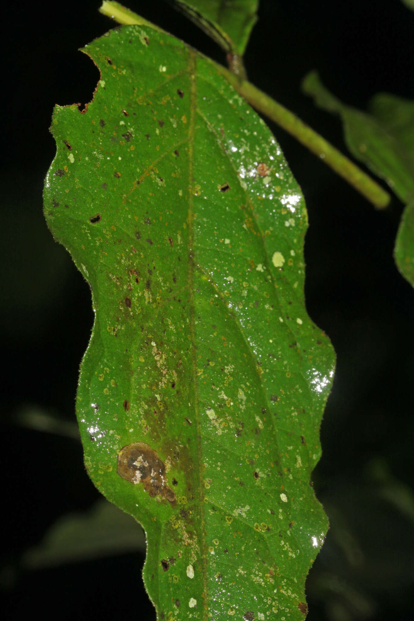 Image of Picramnia teapensis Tul.
