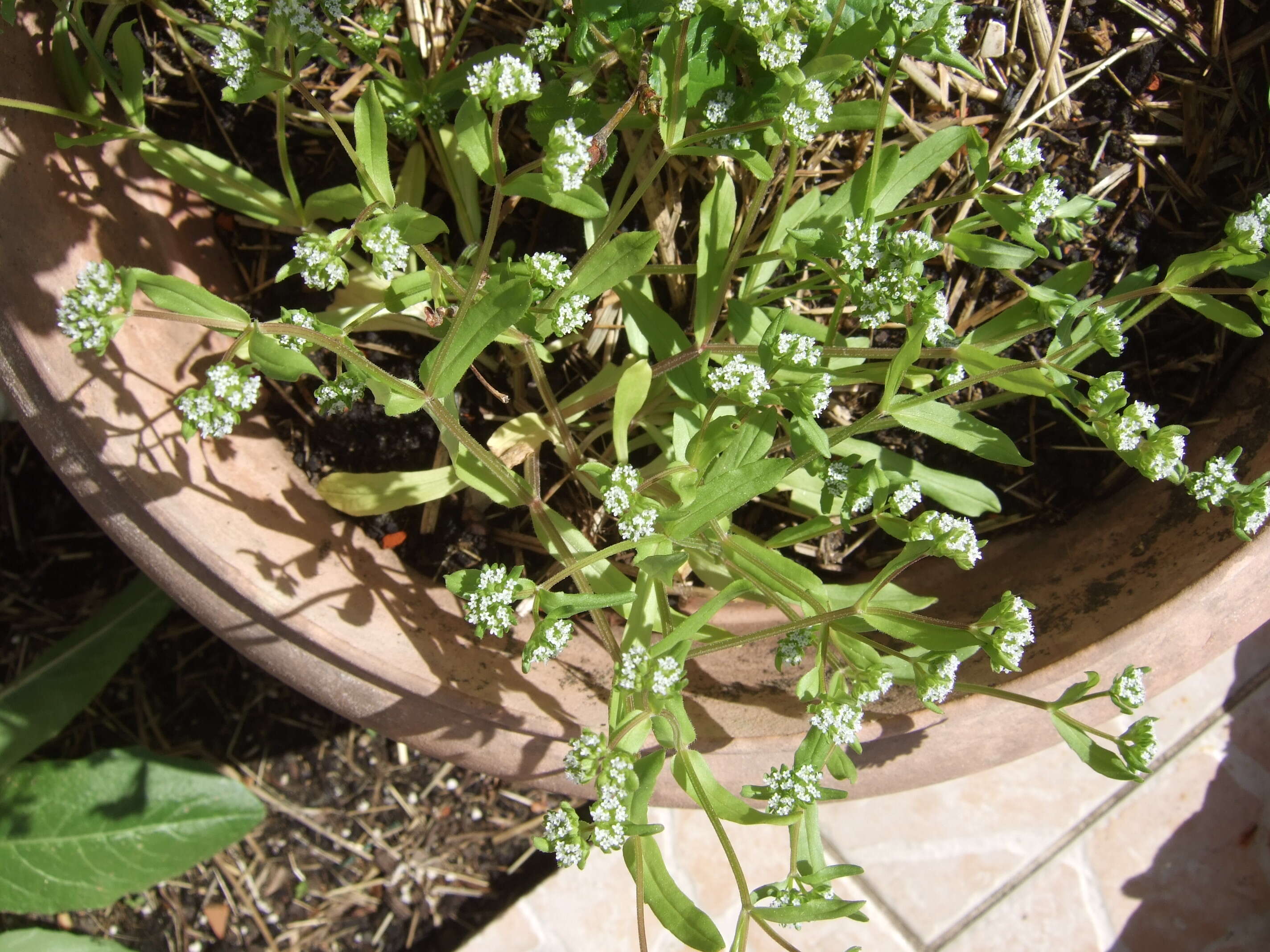 Image of Lewiston cornsalad