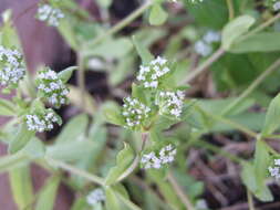 Image of Lewiston cornsalad