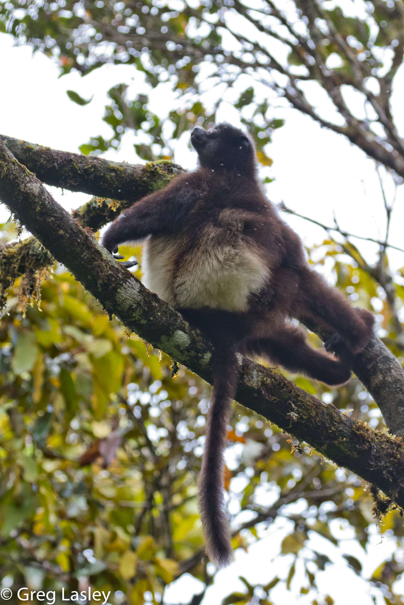 Image of Milne-Edward's Sifaka