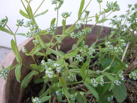 Image of Lewiston cornsalad