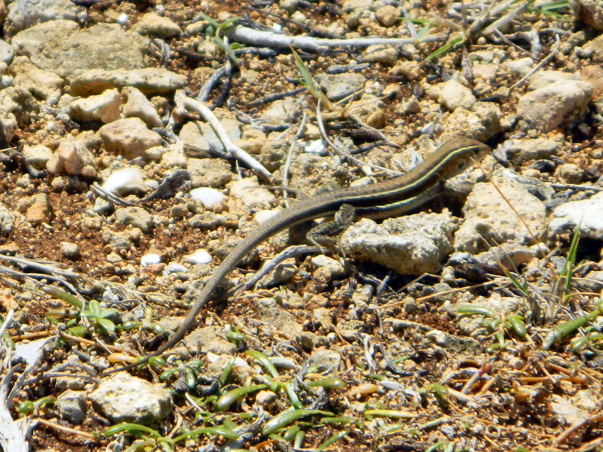 صورة Pholidoscelis griswoldi (Barbour 1916)