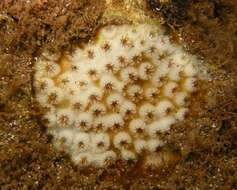 Image of lesser knob coral