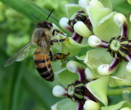 Image of spider milkweed