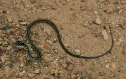 صورة Thamnophis proximus proximus (Say ex James 1823)