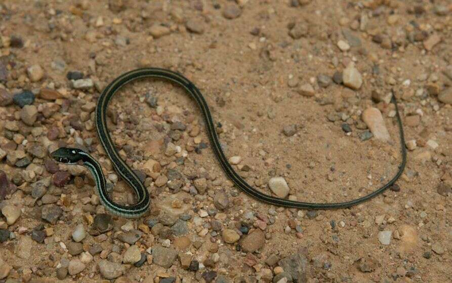 صورة Thamnophis proximus proximus (Say ex James 1823)