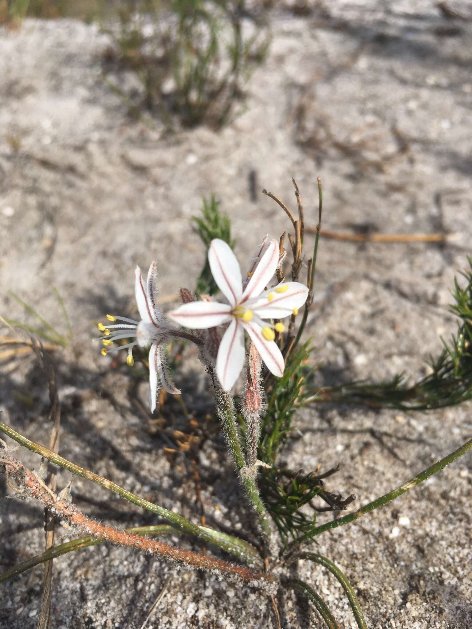 Слика од Trachyandra hirsutiflora (Adamson) Oberm.