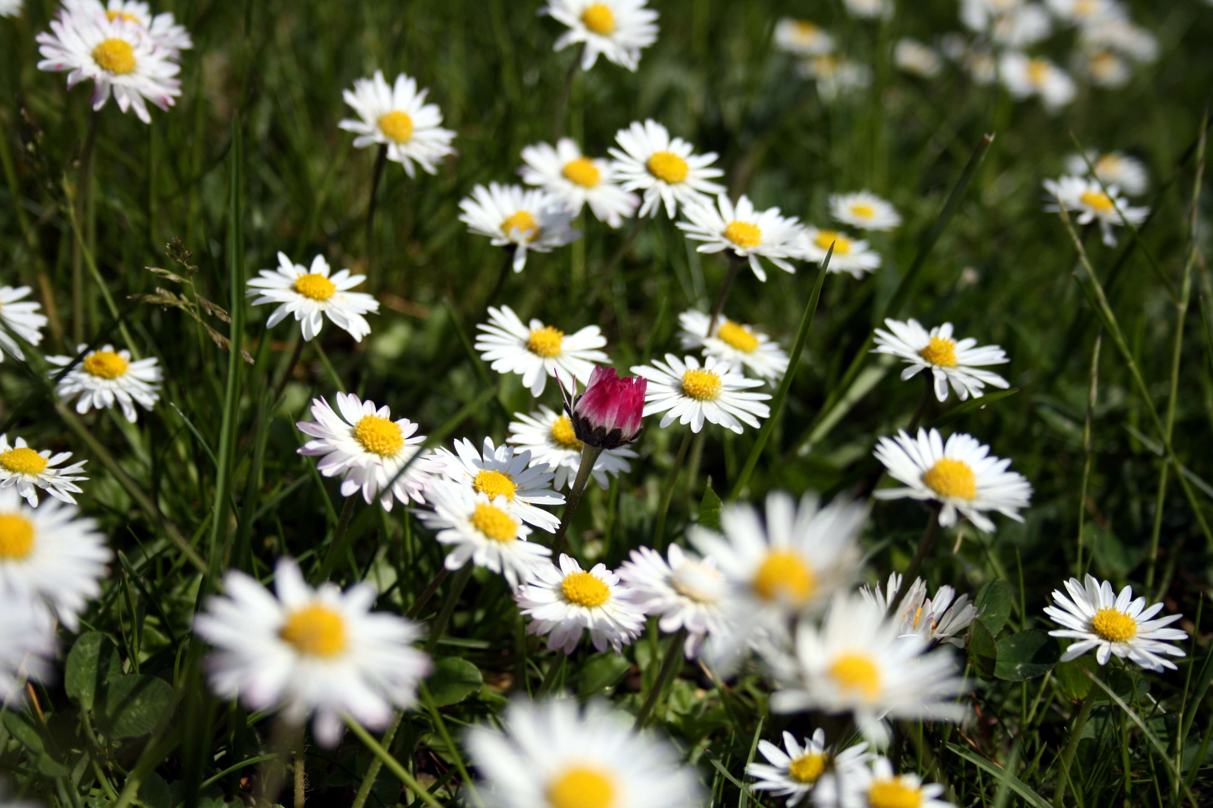 Image of Daisy