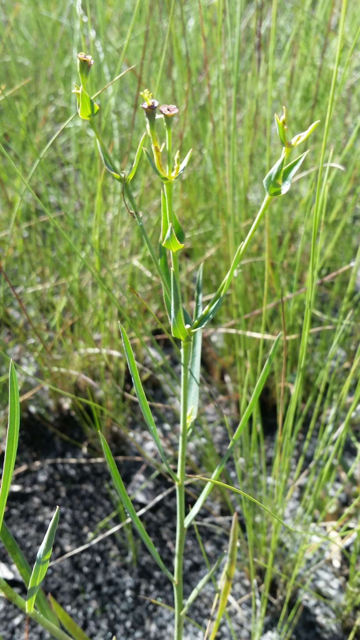 Euphorbia inundata var. garrettii E. L. Bridges & Orzell resmi