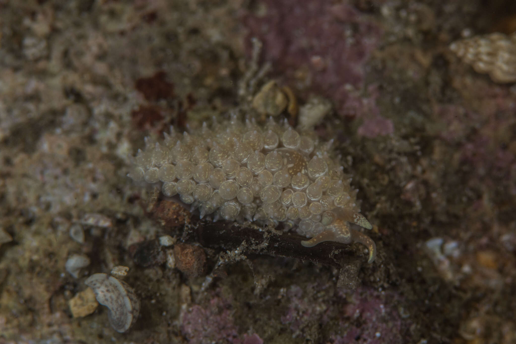 Image of Transluscent large cerrata slug