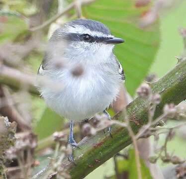 Image of Rufous-winged Tyrannulet