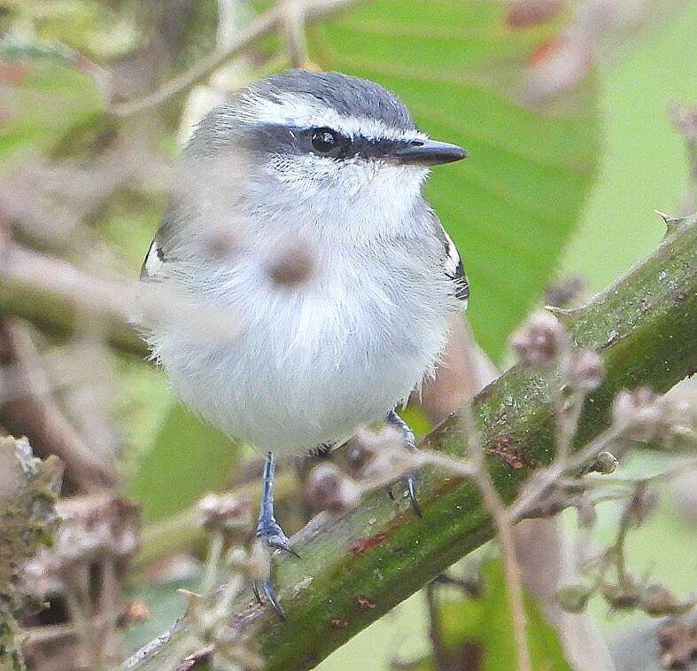 Image of Rufous-winged Tyrannulet