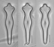 صورة Gomphonema acuminatum